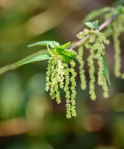 Stinging Nettle Seeds - Urtica Dioica - 200 Seeds - Outdoor Plant - Image 7