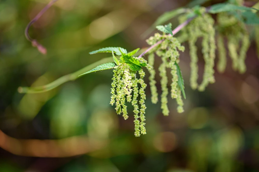 Stinging Nettle Seeds - Urtica Dioica - 200 Seeds - Outdoor Plant - Image 7