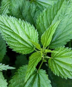 Stinging Nettle Seeds - Urtica Dioica - 200 Seeds - Outdoor Plant - Image 9