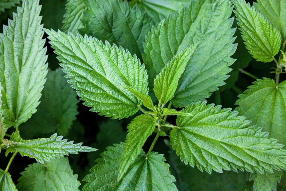 Stinging Nettle Seeds - Urtica Dioica - 200 Seeds - Outdoor Plant - Image 9