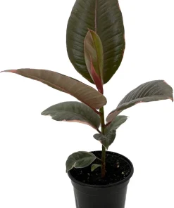 Strawberry & Cream Rubber Tree Plant - Ficus elastica Live Plant - 4" Pot - Image 2