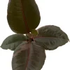 Strawberry & Cream Rubber Tree Plant - Ficus elastica Live Plant - 4" Pot - Image 1