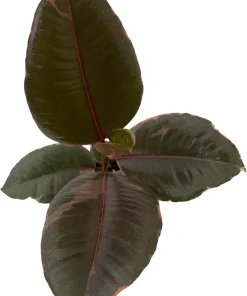 Strawberry & Cream Rubber Tree Plant - Ficus elastica Live Plant - 4