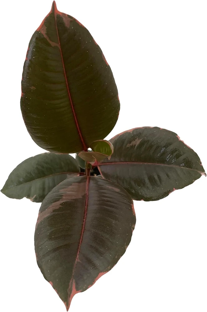 Strawberry & Cream Rubber Tree Plant - Ficus elastica Live Plant - 4" Pot - Image 1