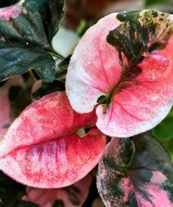 Strawberry Ice Syngonium Live Plant – Pink Variegated Arrowhead Plant – 4 Inch Pot – Indoor - Image 2