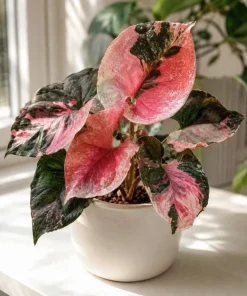 Strawberry Ice Syngonium Live Plant – Pink Variegated Arrowhead Plant – 4 Inch Pot – Indoor - Image 3