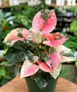 Strawberry Ice Syngonium Live Plant – Pink Variegated Arrowhead Plant – 4 Inch Pot – Indoor - Image 4