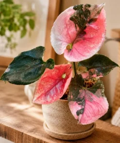 Strawberry Ice Syngonium Live Plant – Pink Variegated Arrowhead Plant – 4 Inch Pot – Indoor - Image 5