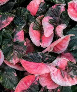 Strawberry Ice Syngonium Live Plant – Pink Variegated Arrowhead Plant – 4 Inch Pot – Indoor - Image 6