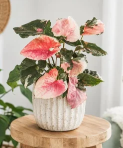 Strawberry Ice Syngonium Live Plant – Pink Variegated Arrowhead Plant – 4 Inch Pot – Indoor - Image 7
