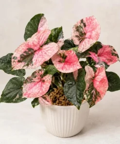 Strawberry Ice Syngonium Live Plant – Pink Variegated Arrowhead Plant – 4 Inch Pot – Indoor - Image 1