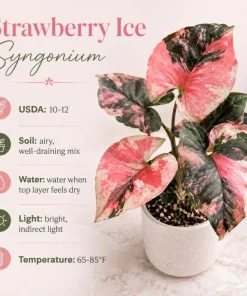 Strawberry Ice Syngonium Live Plant – Pink Variegated Arrowhead Plant – 4 Inch Pot – Indoor - Image 8