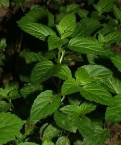 Strawberry Mint Live Plant – 3" Pot – Grow Indoors or Outdoors – Herb - Image 2