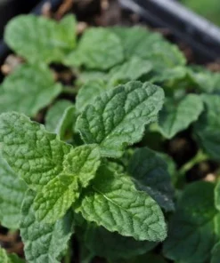 Strawberry Mint Live Plant – 3