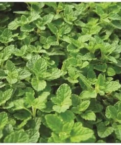 Strawberry Mint Live Plant – 3