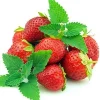 Strawberry Mint Live Plant – 3" Pot – Grow Indoors or Outdoors – Herb - Image 1