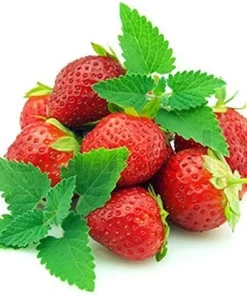 Strawberry Mint Live Plant – 3
