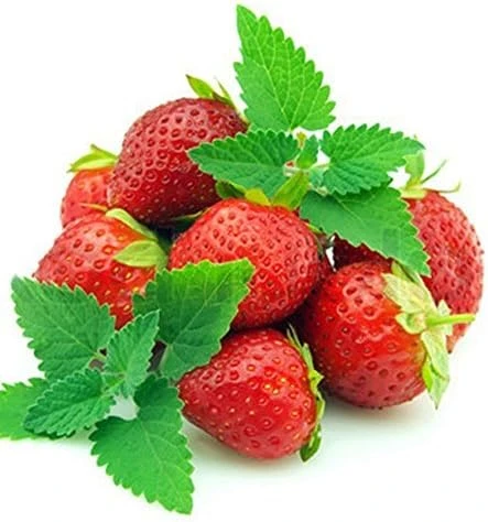 Strawberry Mint Live Plant – 3" Pot – Grow Indoors or Outdoors – Herb - Image 1