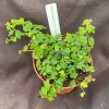 String of Frogs Ficus Pumila Quercifolia Live Plant in 3" Pot - Miniature Oak Leaf Fig for Terrariums - Image 1