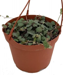 String of Hearts Live Plant – 4" Mini Hanging Basket – Ceropegia woodii Indoor - Image 2