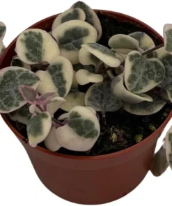 String of Hearts Live Plant - Ceropegia woodii - 2.5" Pot - Indoor Rosary Vine - Image 2