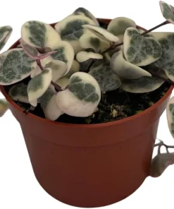 String of Hearts Live Plant - Ceropegia woodii - 2.5