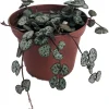 String of Hearts Live Plant - Ceropegia woodii - 2.5" Pot - Indoor Rosary Vine - Image 1