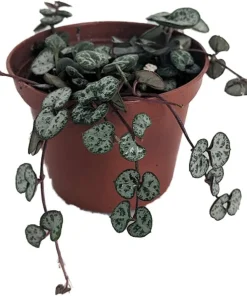 String of Hearts Live Plant - Ceropegia woodii - 2.5