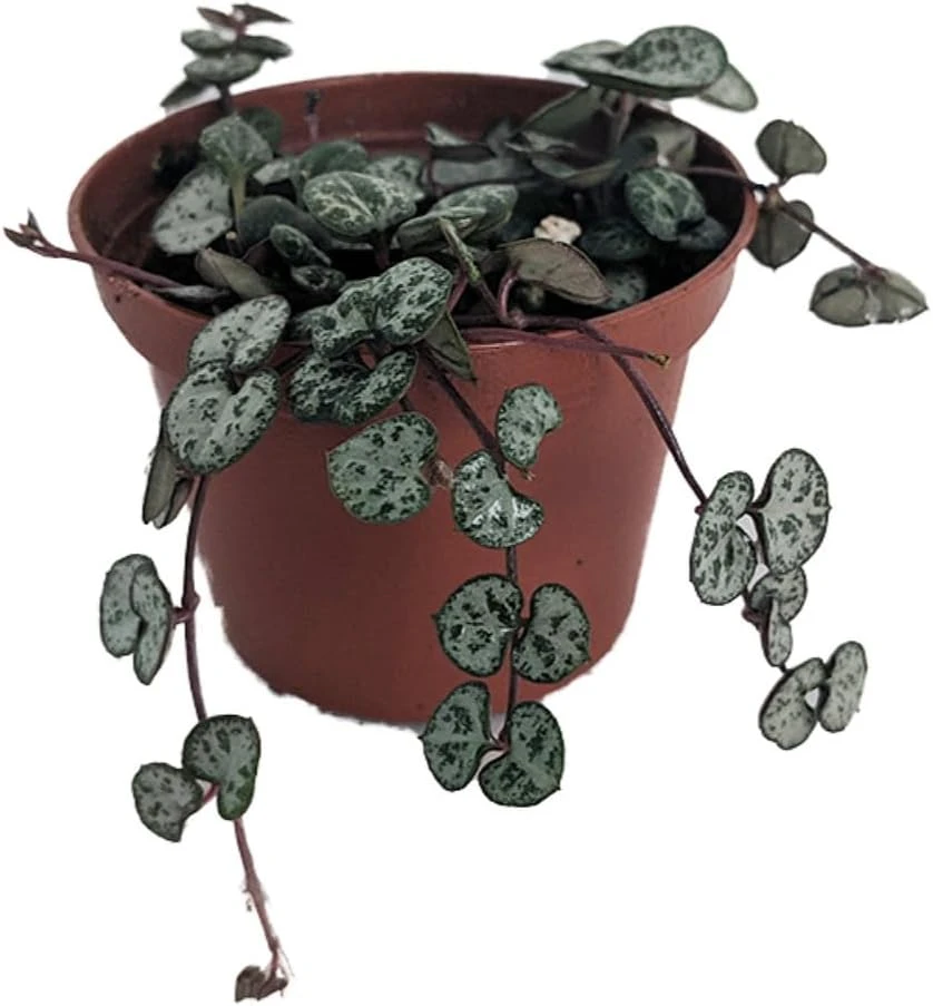 String of Hearts Live Plant - Ceropegia woodii - 2.5" Pot - Indoor Rosary Vine - Image 1