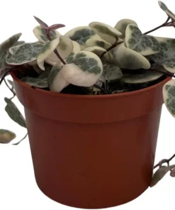 String of Hearts Live Plant - Ceropegia woodii - 2.5