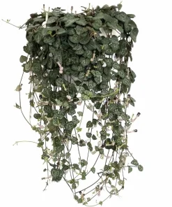 String of Hearts Live Plant - Ceropegia woodii - 2.5