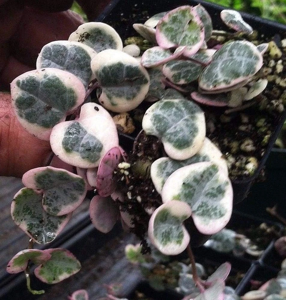 String of Hearts Live Plant - Ceropegia Woodii Vine - 2 Pack in 2 inch Pots - Indoor Houseplant - Image 2