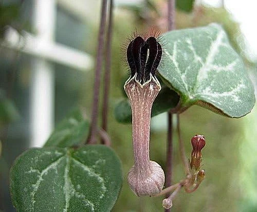String of Hearts Live Plant - Ceropegia Woodii Vine - 2 Pack in 2 inch Pots - Indoor Houseplant - Image 3