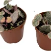 String of Hearts Live Plant - Ceropegia Woodii Vine - 2 Pack in 2 inch Pots - Indoor Houseplant - Image 1