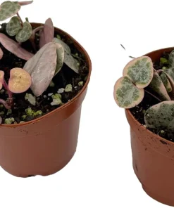 String of Hearts Live Plant - Ceropegia Woodii Vine - 2 Pack in 2 inch Pots - Indoor Houseplant - Image 1
