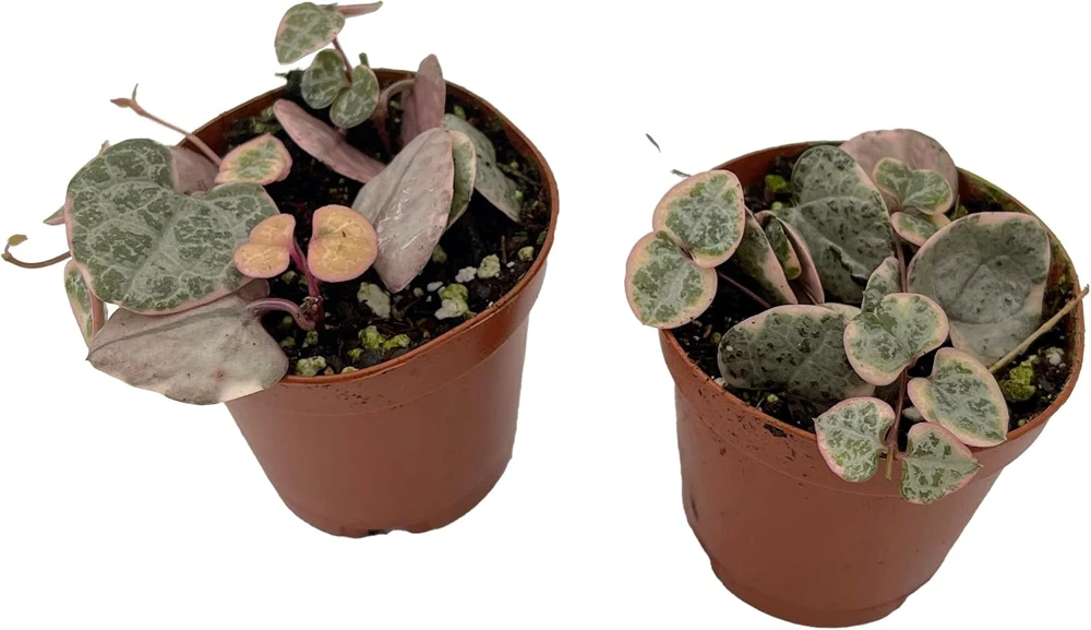 String of Hearts Live Plant - Ceropegia Woodii Vine - 2 Pack in 2 inch Pots - Indoor Houseplant - Image 1