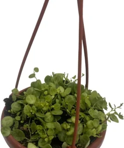 String of Hearts Plant - Peperomia prostrata Live Plant - 4" Mini Hanging Basket - Indoor - Image 2