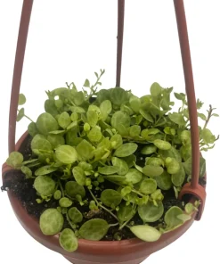String of Hearts Plant - Peperomia prostrata Live Plant - 4