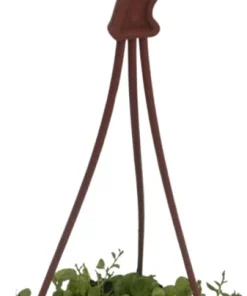 String of Hearts Plant - Peperomia prostrata Live Plant - 4