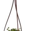 String of Hearts Plant - Peperomia prostrata Live Plant - 4" Mini Hanging Basket - Indoor - Image 1
