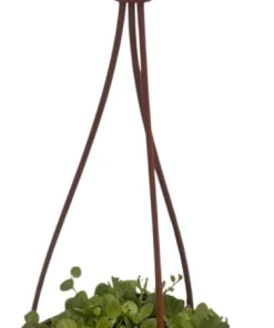 String of Hearts Plant - Peperomia prostrata Live Plant - 4