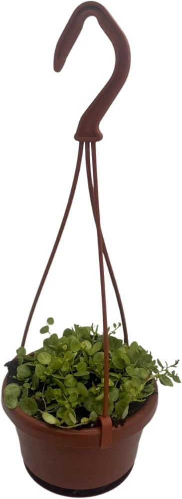 String of Hearts Plant - Peperomia prostrata Live Plant - 4" Mini Hanging Basket - Indoor - Image 1