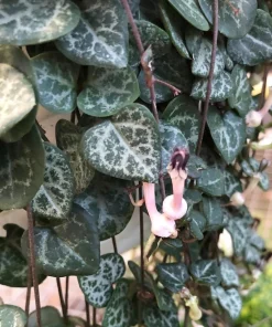 String of Hearts Rosary Vine Live Plant – Ceropegia woodii – 6 inch Hanging Basket – Indoor Houseplant - Image 2