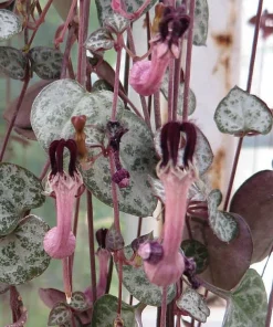 String of Hearts Rosary Vine Live Plant – Ceropegia woodii – 6 inch Hanging Basket – Indoor Houseplant - Image 3