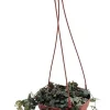 String of Hearts Rosary Vine Live Plant – Ceropegia woodii – 6 inch Hanging Basket – Indoor Houseplant - Image 1