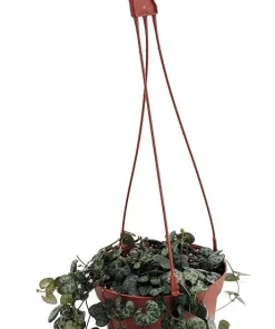 String of Hearts Rosary Vine Live Plant – Ceropegia woodii – 6 inch Hanging Basket – Indoor Houseplant - Image 1