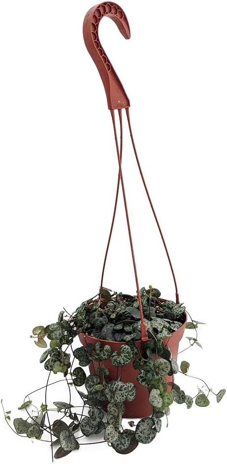 String of Hearts Rosary Vine Live Plant – Ceropegia woodii – 6 inch Hanging Basket – Indoor Houseplant - Image 1