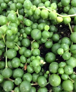 String of Pearls Succulent Live Plant - Curio rowleyanus - 2.5" Pot - Image 2