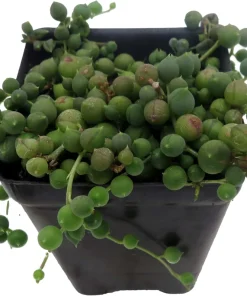 String of Pearls Succulent Live Plant - Curio rowleyanus - 2.5