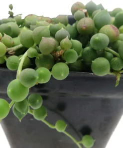 String of Pearls Succulent Live Plant - Curio rowleyanus - 2.5